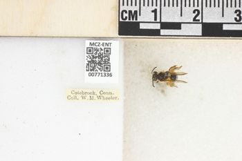 Media type: image;   Entomology 771336 Aspect: Labels